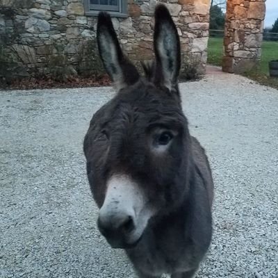 I am a professional Pet Sitter/Farm Sitter/Equestrian With over 25 years of experience in all aspects of small, large and exotic animal care.