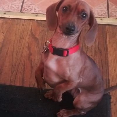 eddiena97784265's profile picture. Im very sarcastic conservative husband and father #MakeCaliforniaGreatAgain one sanctuary city at a time #Trump2020 #MAGA 
Not here for dating