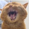 azukariguchi's profile picture. 弁護士/猫/取扱分野は多岐刑事多め