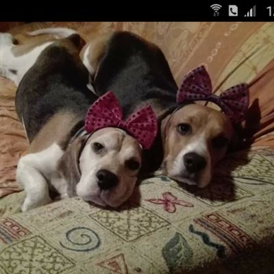 Rabm01847277's profile picture. Anti-todo. Si uribistas y petristas me odian, será porque algo estaré haciendo bien. Derecha si pero ni paraca ni corrupta.
"Le diable est porce..."