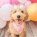 Myla The Goldendoodle (@MGoldendoodle) Twitter profile photo