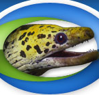 DigitalEel's profile picture. Digital Eel, Inc. is a Full Service Web Development Company in Tampa Bay offering Web Design, Web Hosting, ECommerce, Internet Marketing, and SEO Services
