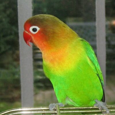 鳥が好き。
ボタンインコのぼんちゃん飼ってます💖