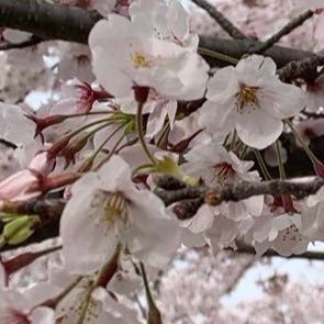 nana3dao's profile picture. ポジティブマン！競馬の予測をよくします。よろしくお願いします。