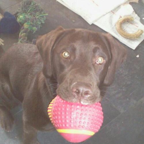 A young pup who likes balls, playing fetch, tummy tickles and chewing stuff.