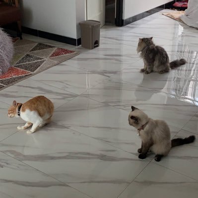 kucing dom (zeta), himalayan peaknose (cimut), & persia longhair (bubu)