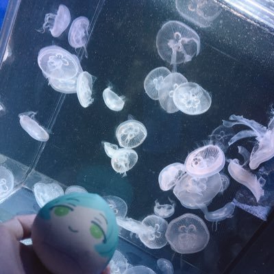 みずくらげさんのプロフィール画像