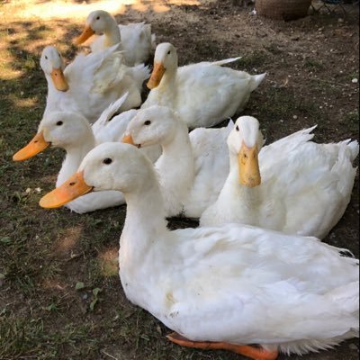 just loves ducks ! Runs Duckworld, a happy little duck rescue/sanctuary in Montague, MA