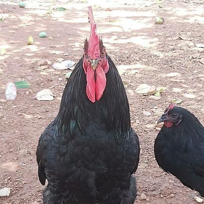 the black cock