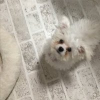 癒しわんこのくんきゅう&くんきゅう工房 (@gomachan_kunkyu) Twitter profile photo