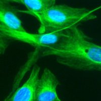 Cell and Tissue Toxicology (@toxcell) 's Twitter Profile