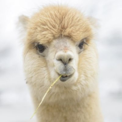 Sevchen2's profile picture. ~ Hobby Autorin ~ Träumerin ~ Bücher Nerd ~ Akpaka Freak - 🏳️‍🌈