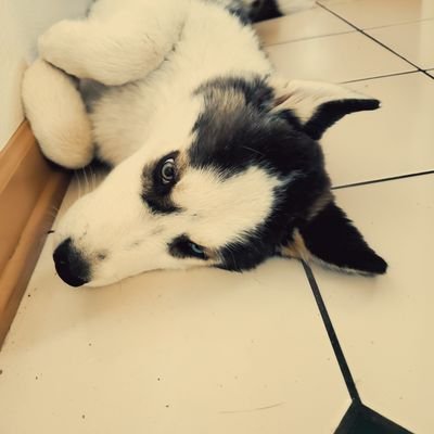 christian_seale's profile picture. ⚡DVHS⚡ 2020
SnapChat: christianmseale