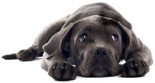 I 'am a supporter of Dog Adoption, Tweeting about dog related information and spreading the word to people to get out and Adopt a Dog!