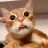 CatSlavePL's profile picture. Two jolly furry pals ᓚᘏᗢ ᓚᘏᗢ
🐱 Rudi (Ginger Tabby)  born May 31, 2014 
🐱 Zenek (Ginger Tabby with Socks)  born May 1, 2017
#CatsOnTwitter
#AdoptDontShop