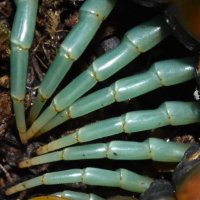 invertebrate (@crevicedwelling) 's Twitter Profile Photo invertebrate (@crevicedwelling) 's Twitter Profile Photo
