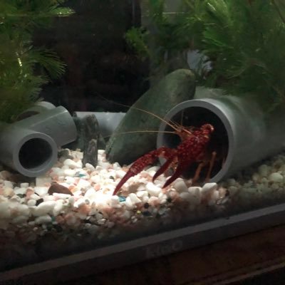 メダカザリガニエビ Zayame103 Twitter メダカザリガニエビ Zayame103 Twitter