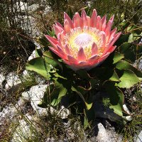 RSSAf (@royalssaf) 's Twitter Profile