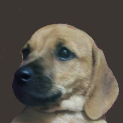 CaraTwitando's profile picture. What Dog going?