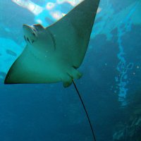 Judith Rog (@judithstingray) 's Twitter Profile