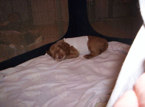 puppymom7's profile picture. Happily married for 19 years , raising American Cocker Spaniels and gardening. Quitting smoking and losing weight at the same time!