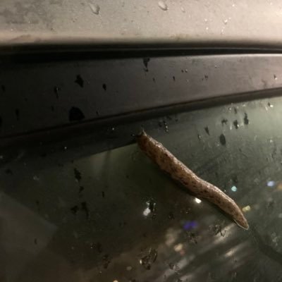 theoryofcovid's profile picture. Communist opponent of 'health'-fascism making sense of the data. I don't follow back since this is an infodump account but I interact. Tag me as appropriate.