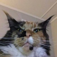 Big Lou (@bigbeefkitty) 's Twitter Profile
