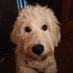Bella the Bounty (@bellathebounty1) Twitter profile photo Bella the Bounty (@bellathebounty1) Twitter profile photo