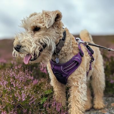 Lakeland Terrier born March 2019: loves pigeons, cheese, chasin’, playin’, and stinky treats.