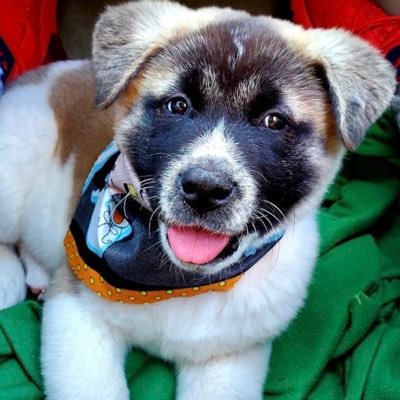 AKC American 🇺🇸 Akita, Follow me to see my adventures, training tips, grooming and my exciting life 🥰