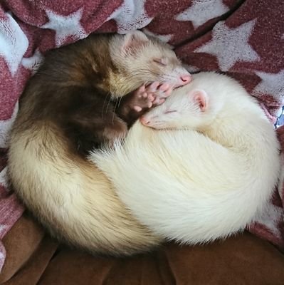 フェレット2匹と生活してます♥️
🐰Pinoちゃん🐰アルビノ 3歳パスバレー女の子
🐻爽くん🐻バタースコッチ 2歳ホールデン男の子