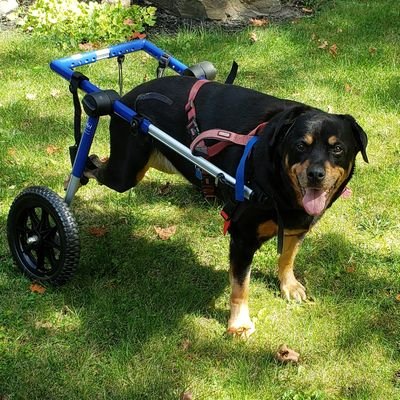 9packandaparrot's profile picture. Accountant and Animal Lover 🇨🇦 🇺🇦 ❤ 🐈 🐕 and her misanthropic husband 🙃 who does all the posting - mostly cats, politics, and the Blue Jays 💙 ⚾️