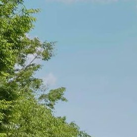 shiracoon's profile picture. 