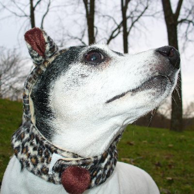 vegandaemon's profile picture. i just want to pet all the dogs & read all the books. socially anxious/chronically depressed. she/her.