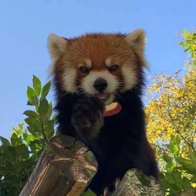 福井県鯖江市にある西山動物園です。レッサーパンダがたくさんおり、繁殖数は全国有数です。