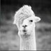 O Indiano (@oindiano_) Twitter profile photo O Indiano (@oindiano_) Twitter profile photo