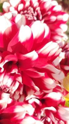 Elliesfg's profile picture. Music (all kinds), sports (SF Giants, 49ers). California grown! Old account corrupted. Starting over!