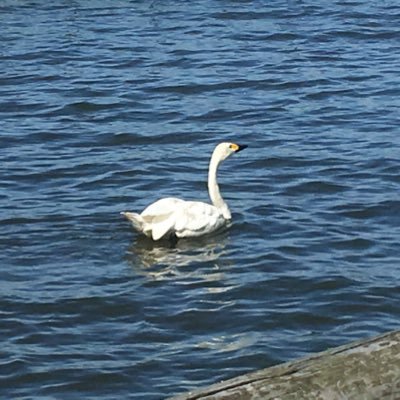 cyo513's profile picture. 石川 東京 ラーメン skaとIrishとpop punkとhardcore