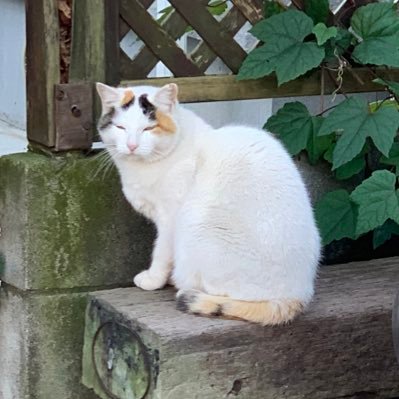 crypto_boowy's profile picture. Digital Art Creator/Investment/ポイ活