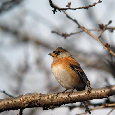 atoli_kusaka's profile picture. ELDEN RING / WARNO / Escape from Tarkov / War Thunder / For Honor / Project Reality / 自作PC / 製麺 / 配信