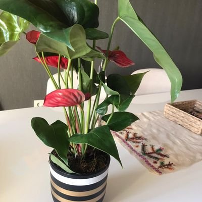 symablm's profile picture. 