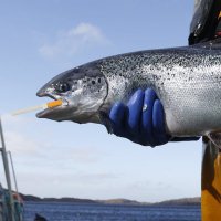 The Sassy Salmon (@thesassysalmon) 's Twitter Profile