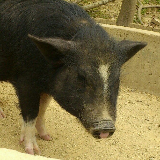 やっちゃん 名言メーカー Money Inc Twitter