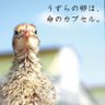 hamanakouzura's profile picture. 静岡県湖西市で無投薬飼育・乳酸菌を活用してうずらの卵を生産しています。安全・安心な卵です。他のうずらの卵とは違う旨味を味わってみませんか？お買い求めはこちらからhttps://t.co/cKld9VC1d6