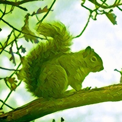 こまこ🐿️さんのプロフィール画像