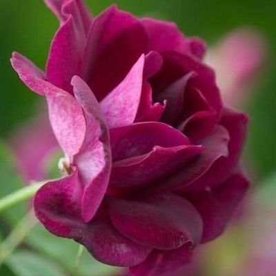 NMPFfyJhVWYCiko's profile picture. 