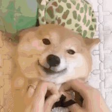 nidamubaicai's profile picture. 写着玩玩