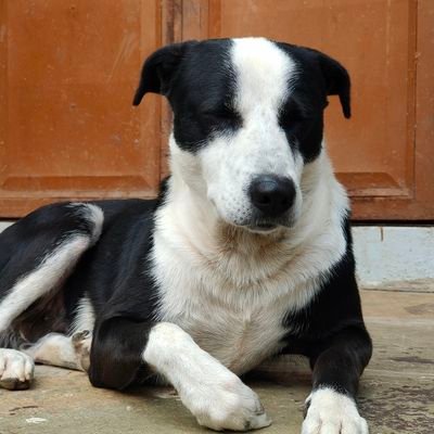 bhavsardeva's profile picture. 
