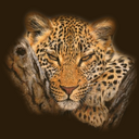 Kat Owens - @ladykat610 - Twitter