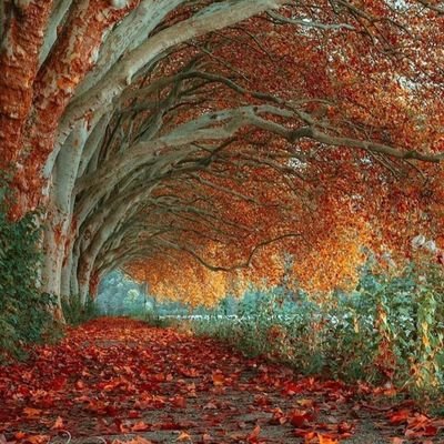 Turkey_Unicorns's profile picture. Political Correctness